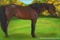 Horse Color:Brown Sabino 