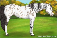 Horse Color:Brown Dun Tobiano Appaloosa 
