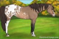 Horse Color:Brown Dun Sabino Blanket 