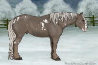 Horse Color:White Spotted Silver Smoky Black Splash 