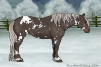 Horse Color:White Spotted Silver Black 
