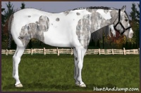 Horse Color:Plaid  Black Ice Tobiano 