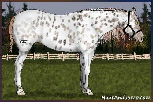Horse Color:Plaid  Gold Champagne Ice Dun Tobiano Appaloosa 