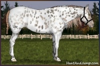 Horse Color:Plaid  Gold Champagne Ice Dun Tobiano Appaloosa 