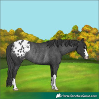 Horse Color:Black Appaloosa Rabicano 