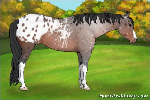 Horse Color:Brown Appaloosa 