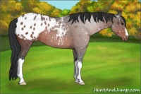 Horse Color:Brown Appaloosa 