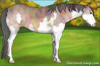 Horse Color:Nacre Bay Splash 