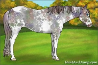 Horse Color:Nacre Black Splash Tobiano Appaloosa 