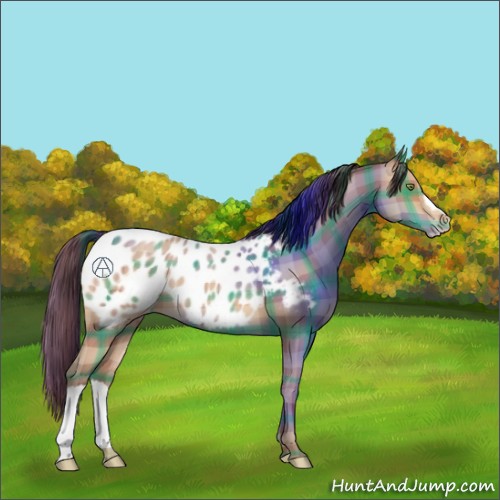 Horse Color:Plaid  Amber Champagne Appaloosa 
