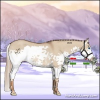 Horse Color:Red Dun Splash Rabicano 