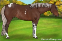 Horse Color:Silver Brown Tobiano Rabicano 