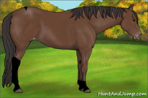 Horse Color:Void Bay Tobiano Varnish Rabicano