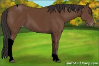 Horse Color:Void Bay Tobiano Varnish Rabicano 