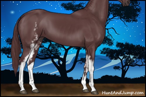 Horse Color:White Spotted Chocolate Black
