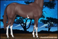 Horse Color:White Spotted Chocolate Black