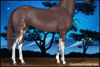 Horse Color:White Spotted Chocolate Black Sabino 