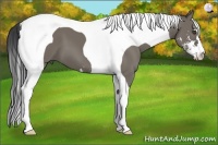 Horse Color:Grullo Sabino Tobiano