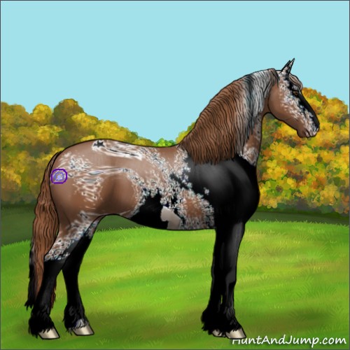 Horse Color:ERROR: UNKNOWN ANOMALY
