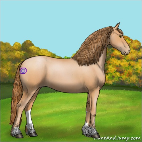 Horse Color:Bay Roan Pearl 