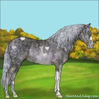 Horse Color:Watercolor Chocolate Palomino Ice Pearl Onyx Rabicano 