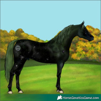 Horse Color:ERROR: UNKNOWN ANOMALY