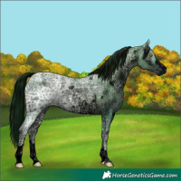 Horse Color:ERROR: UNKNOWN ANOMALY