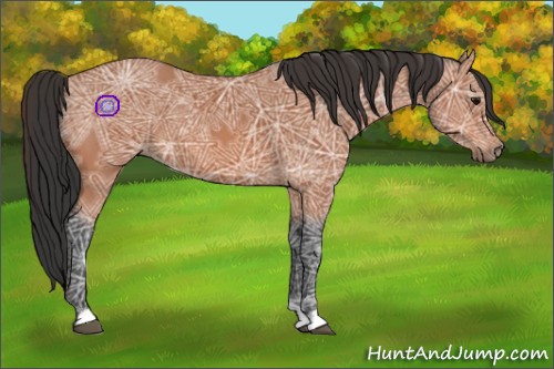 Horse Color:Bay Ice