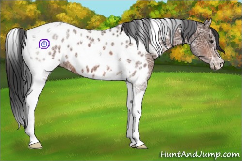 Horse Color:Bay Ice Tobiano Appaloosa 