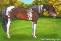 Horse Color:Brown Tobiano 