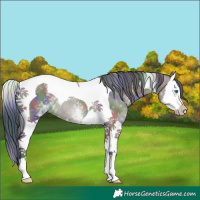 Horse Color:Nacre White Spotted Grullo Splash Tobiano Rabicano 
