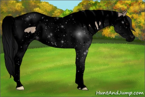 Horse Color:Void Brown Dun Splash Tobiano 