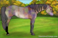 Horse Color:Void Nacre Brown Dun Rabicano 