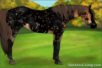 Horse Color:Void Buckskin Splash Appaloosa 