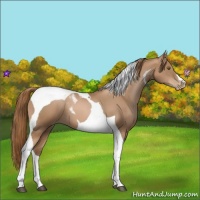 Horse Color:Liver Chestnut Pearl Tobiano 