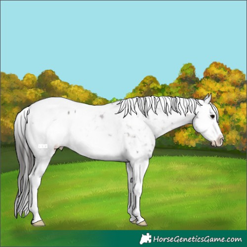 Horse Color:Brown Roan Splash Appaloosa 