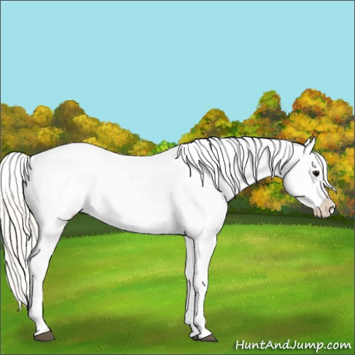 Horse Color:Silver Smoky Grullo Appaloosa 