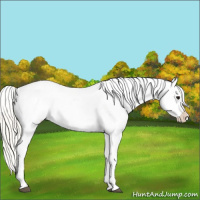 Horse Color:Silver Smoky Grullo Appaloosa 