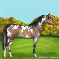 Horse Color:White Spotted Brown Dun Varnish Brindle 