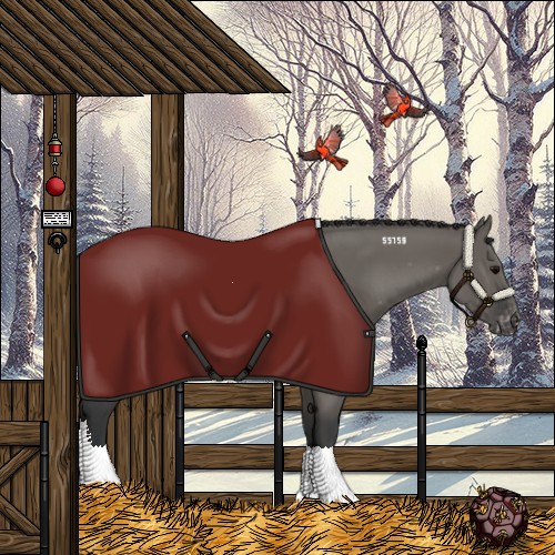 Horse Color:Grullo Appaloosa 