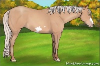 Horse Color:Silver Amber Champagne Frame 