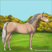 Horse Color:Silver Amber Champagne Frame 