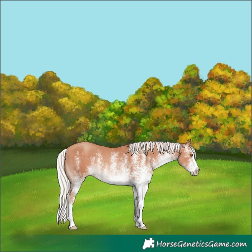 Horse Color:White Spotted Silver Classic Champagne 