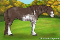 Horse Color:Liver Chestnut Sabino 