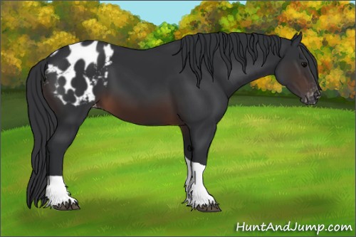 Horse Color:Brown Tobiano Appaloosa