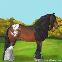 Horse Color:Bay Tobiano Blanket 