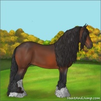 Horse Color:Brown 