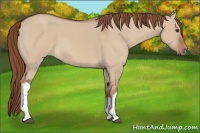 Horse Color:Red Dun 
