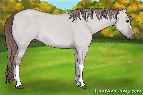 Horse Color:Platinum Red Dun 
