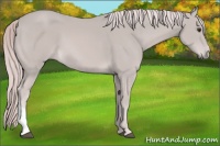 Horse Color:Platinum Palomino 